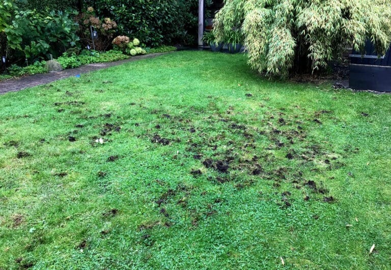 Engerlingen plaag - vogels in gazon