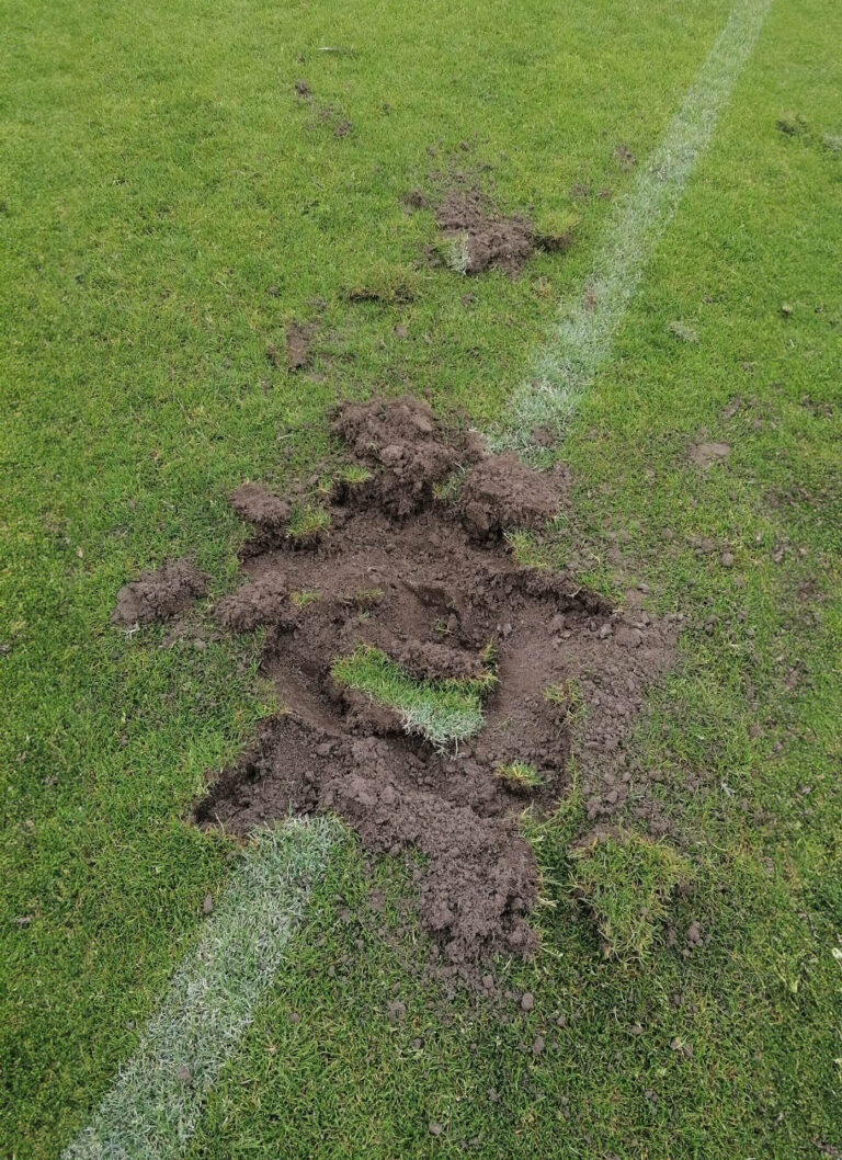 engerlingen plaag voetbalvelden