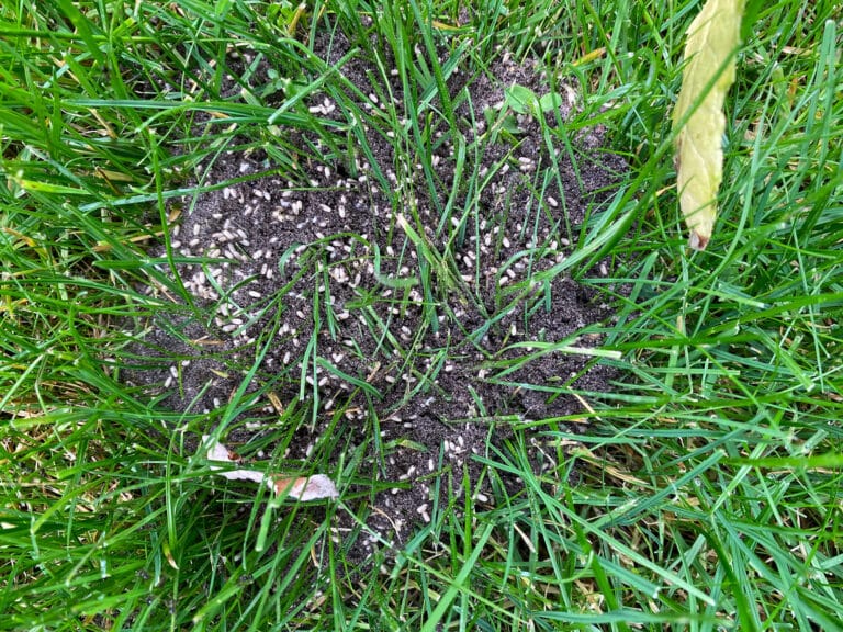 Eitjes van mieren in het gras