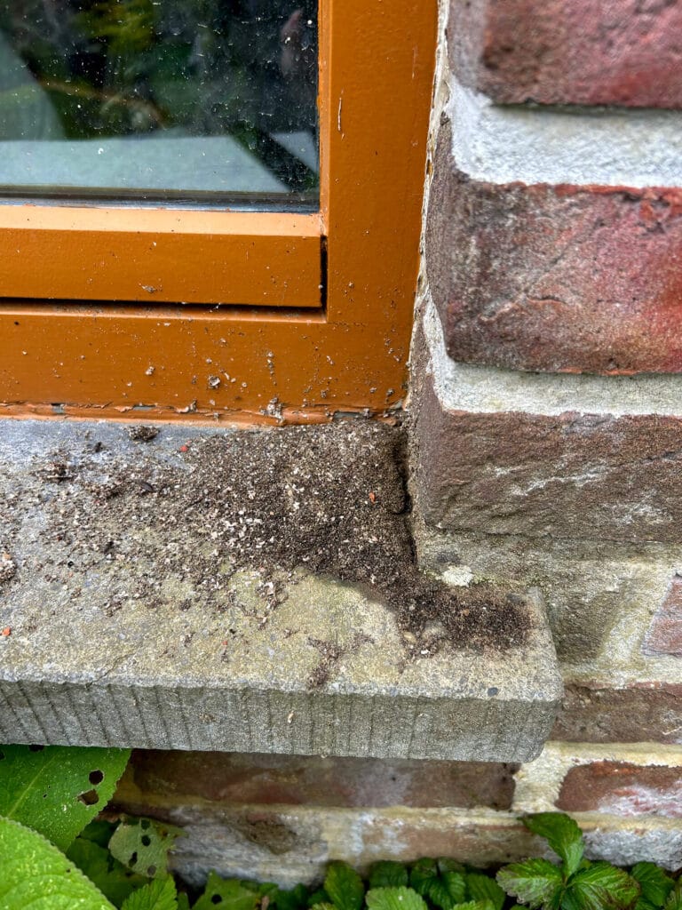 overlast van mieren bij gevel huis