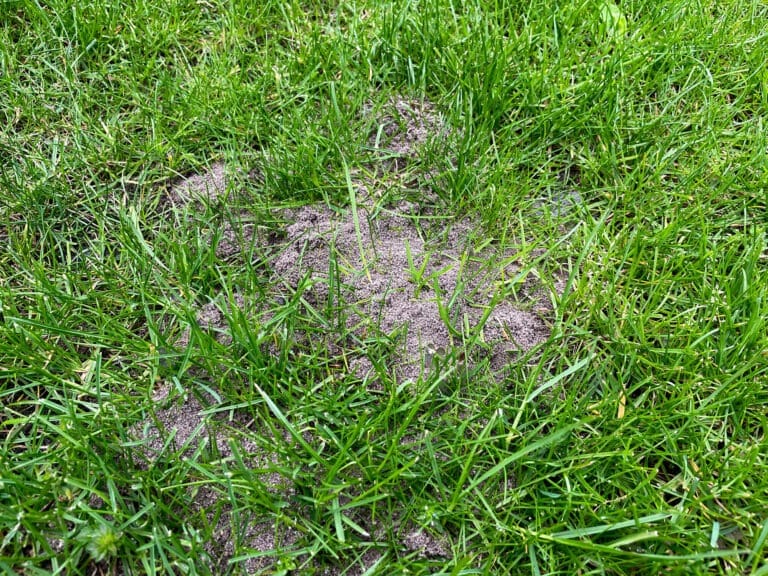 mierennest hoop van zand in het gazon