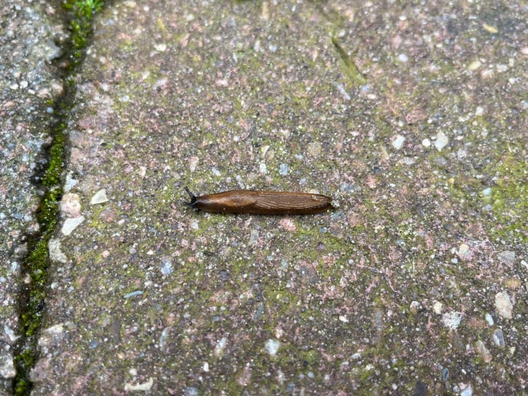 Naaktslak in tuin overlast