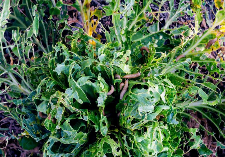 Naaktslakken op plant (kool)