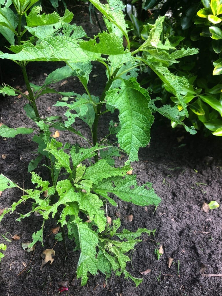 Naaktslakken schade plant - klantfoto