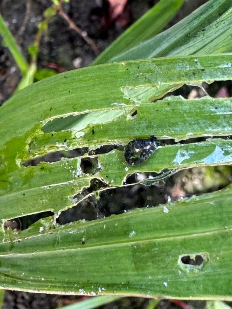 Slijmspoor naaktslak - klantfoto