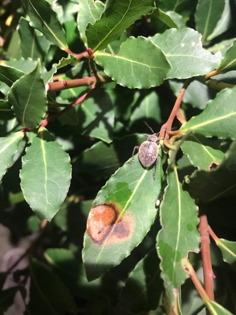 Schade op blad + taxuskever