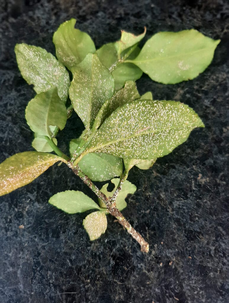 Tripsen plaag herkennen