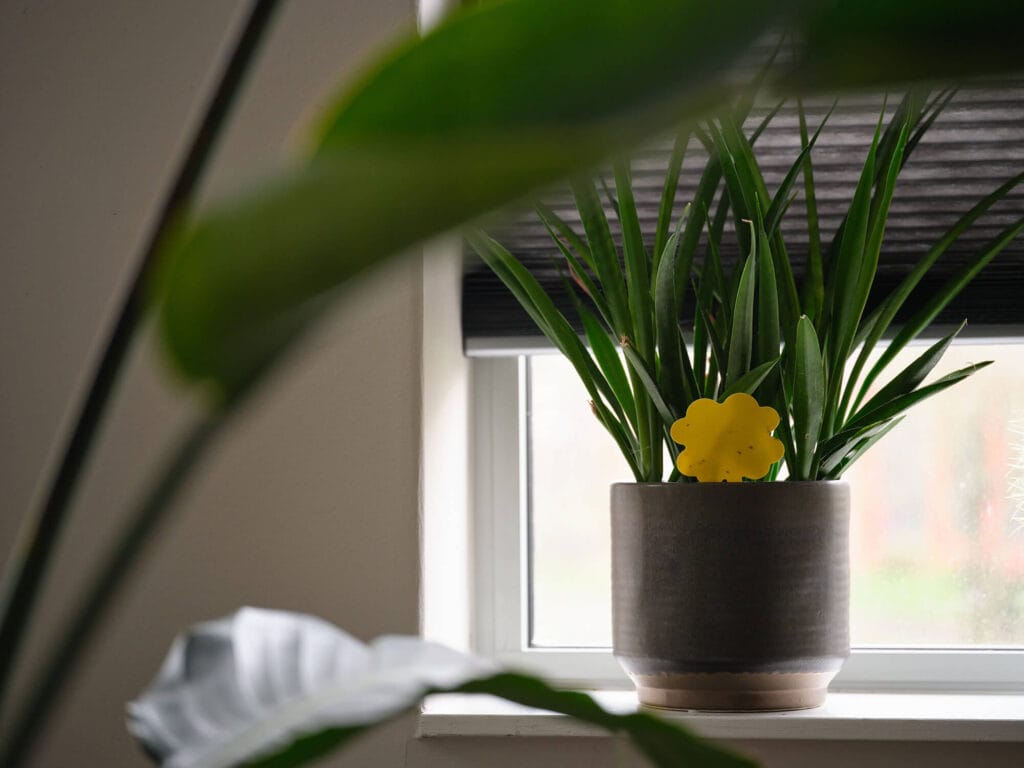 plakplaatjes helpen tegen rouwvliegjes