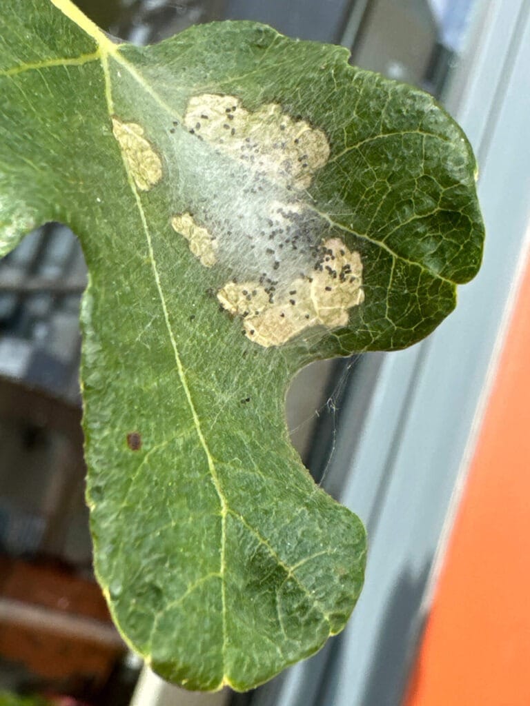 Herkennen van vijgenskeletteermot plaag