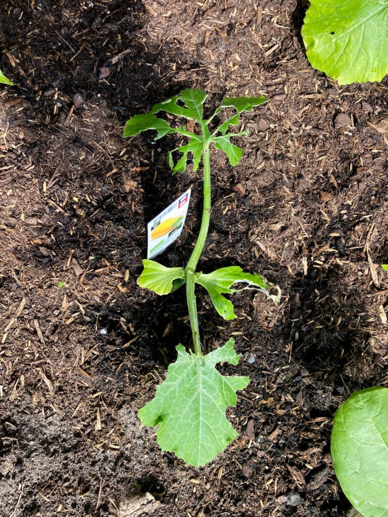 zaailing naaktslak schade - foto klant