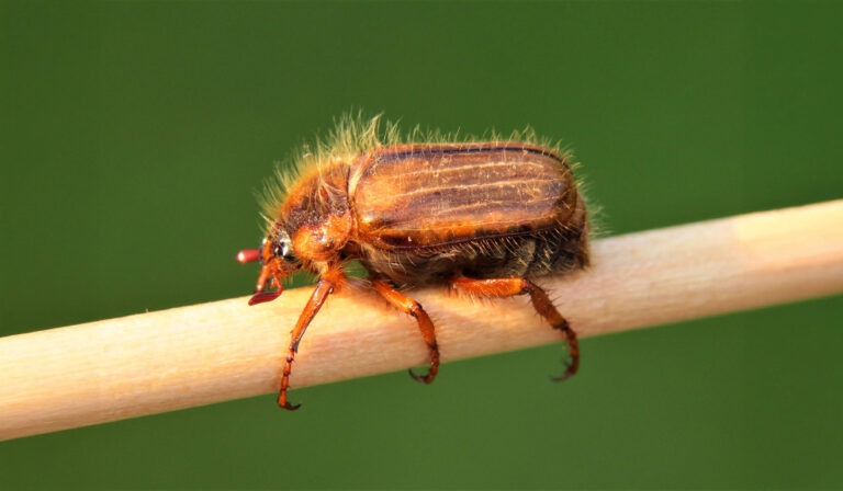 Junikevers in je tuin? Herken ze, en leer alles over hun leefwijze!