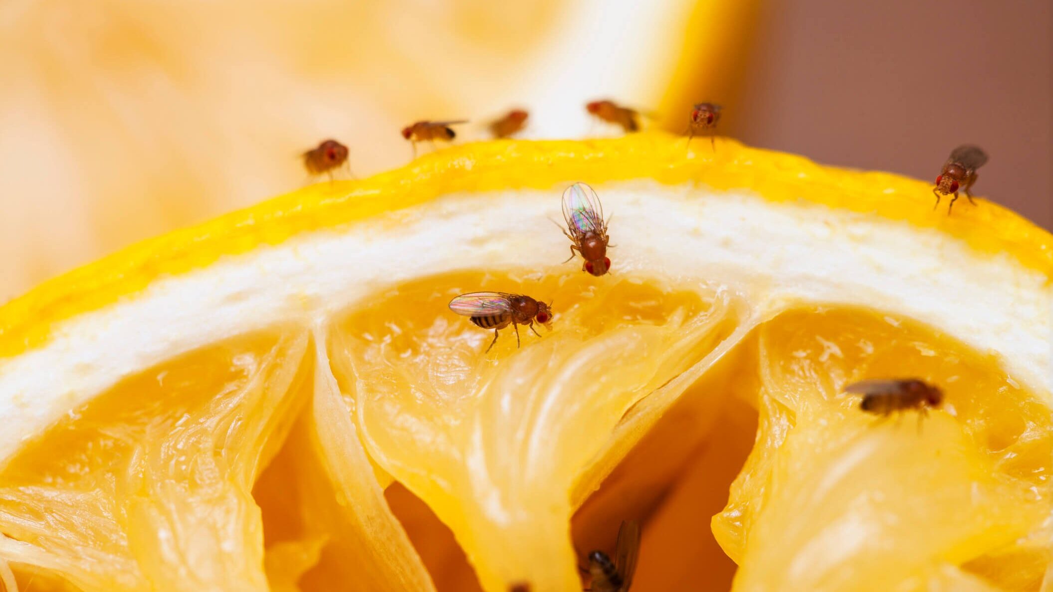 Fruitvliegjes op fruit