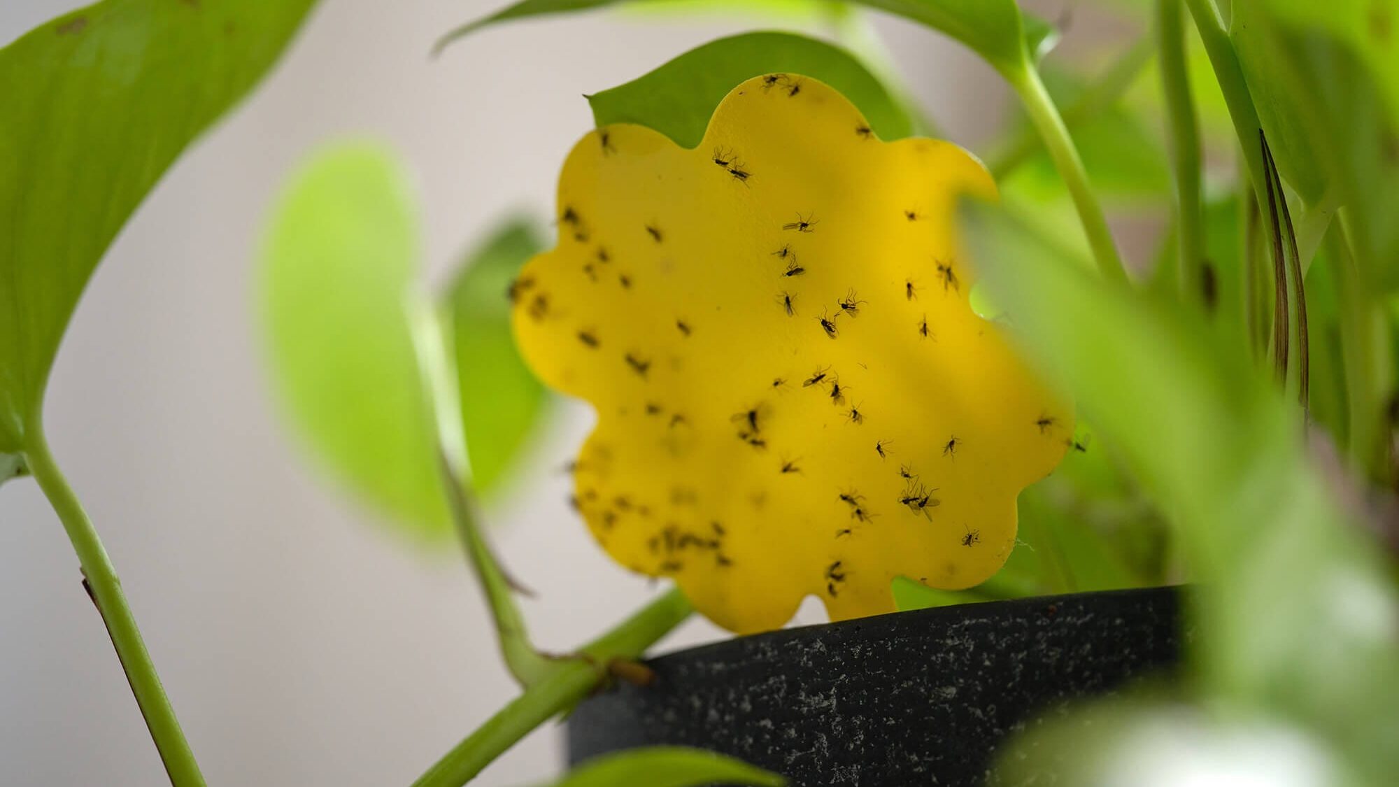 Rouwvliegjes herkennen in huis