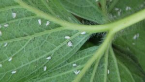 witte vlieg bestrijden