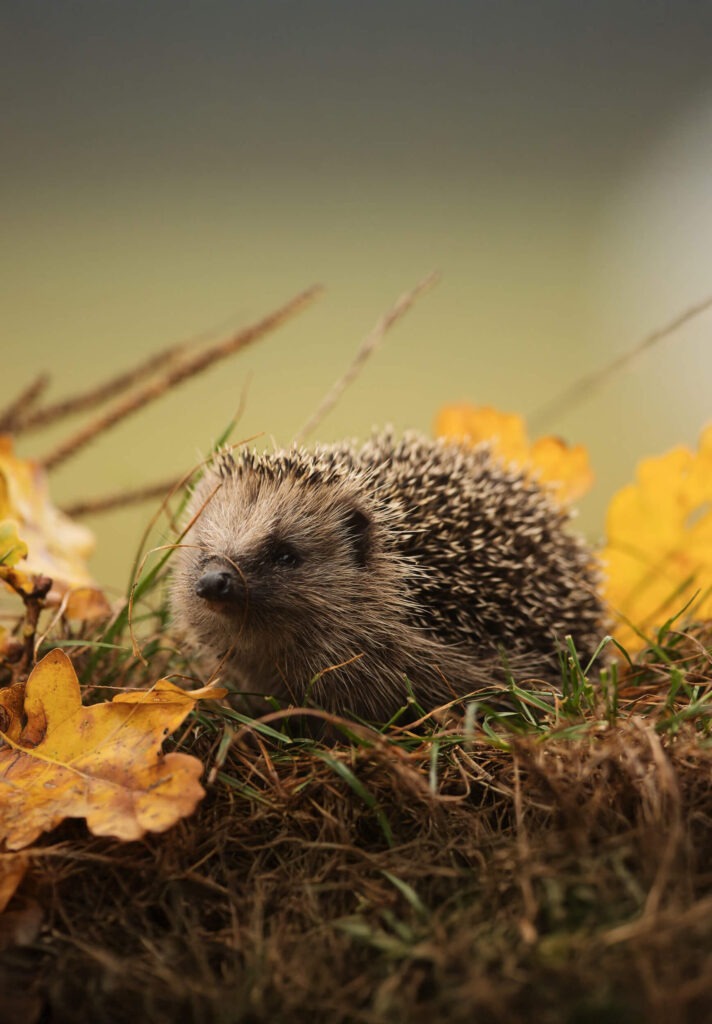 De egel in Nederland is in gevaar