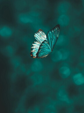 Dagvlinder met open vleugels