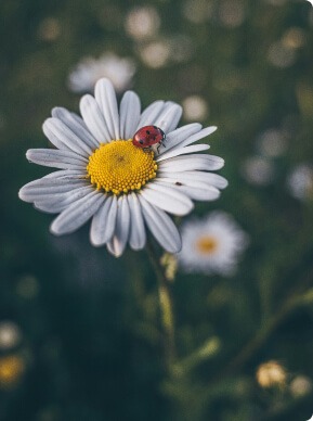 lieveheersbeestje op een madeliefje