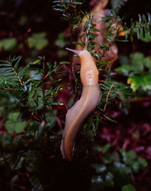 Naaktslak in een plant