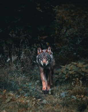 Wolf in de natuur