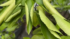 Waarom krullen bladeren op?