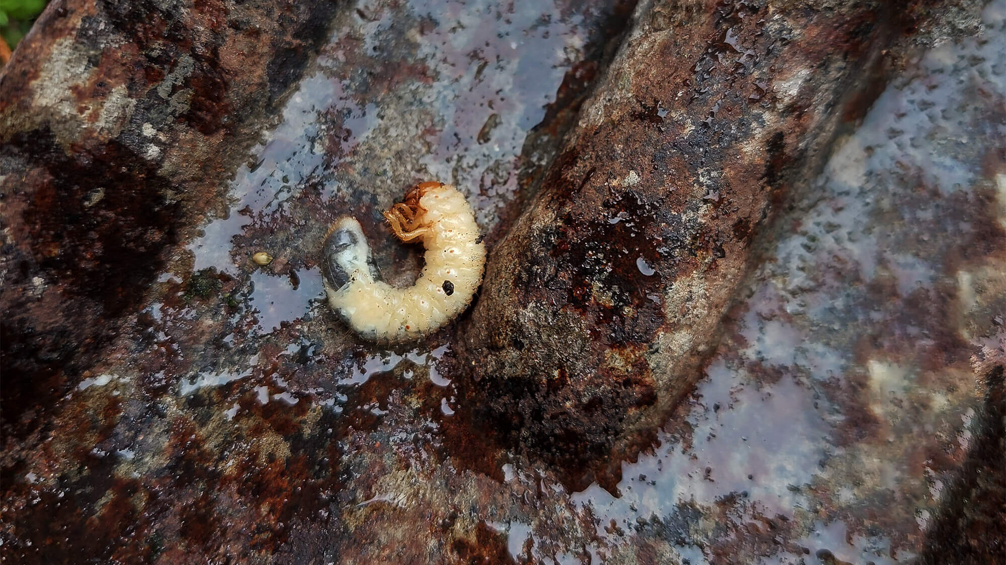 Engerlingen bestrijden nederland