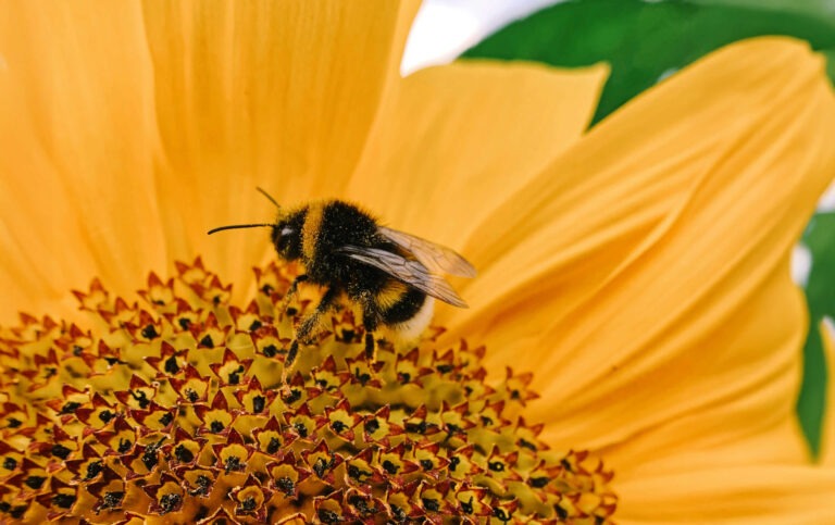 Blij bijen op bloemen