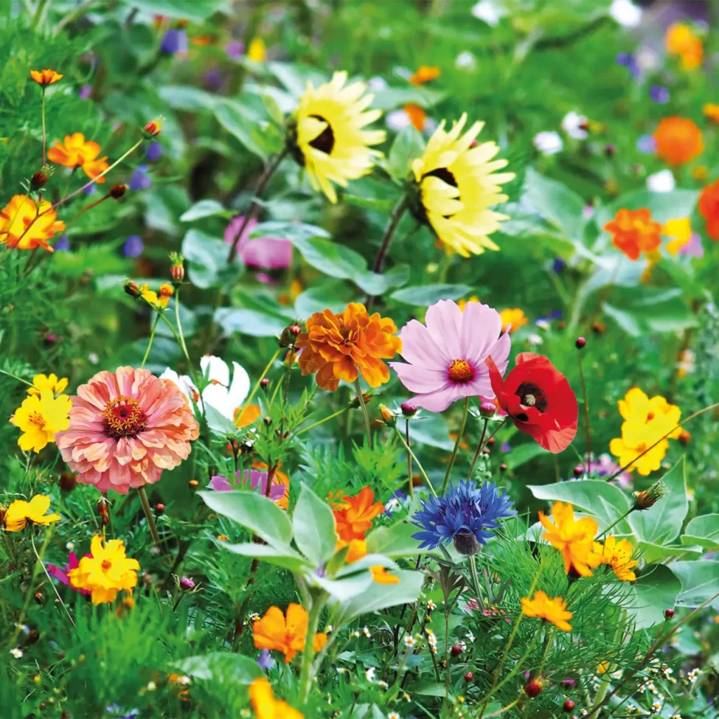 Blije Bijenmix in de tuin