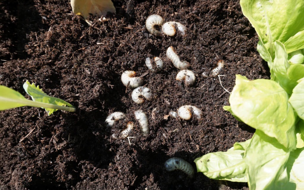 Engerlingen in je moestuin