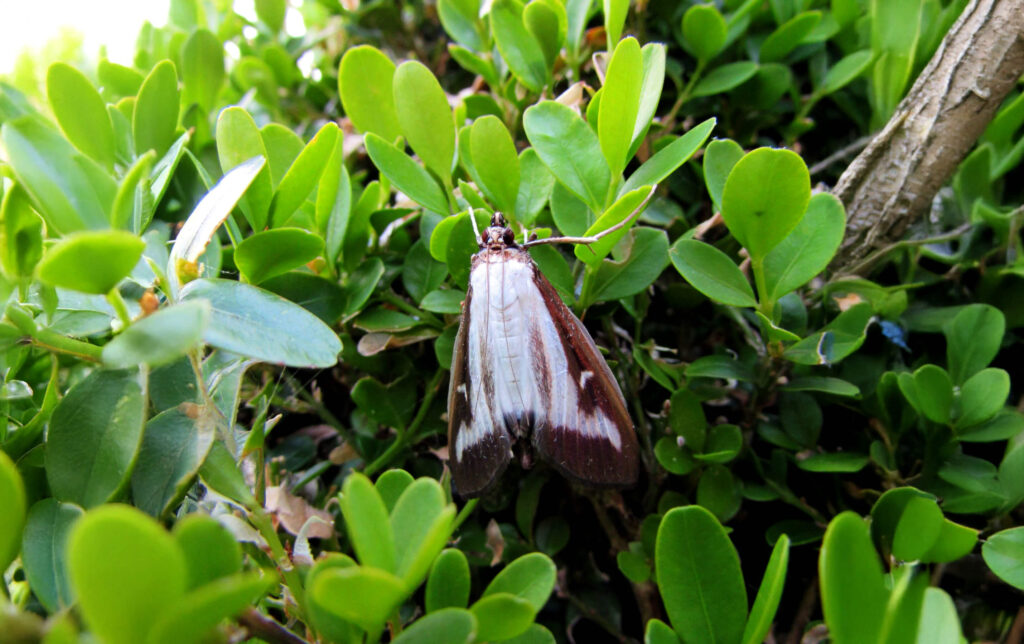 buxusmot vlinder