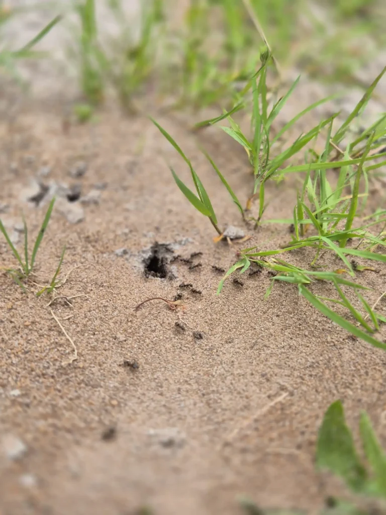 Mieren in de tuin