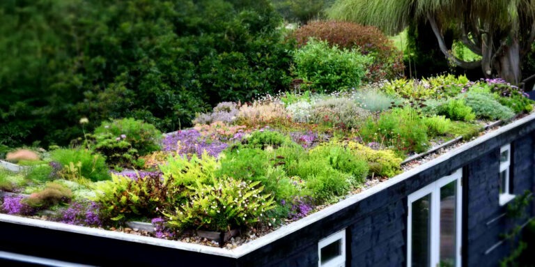 Sedum dak - Aaltjesonline | Biologische bestrijding