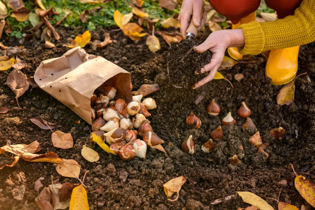 tulpenbollen planten