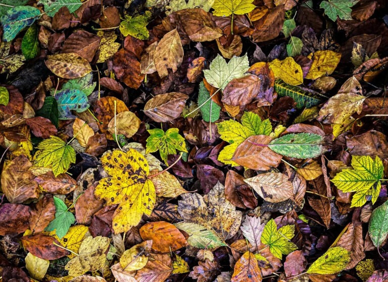 Tuinkalender november