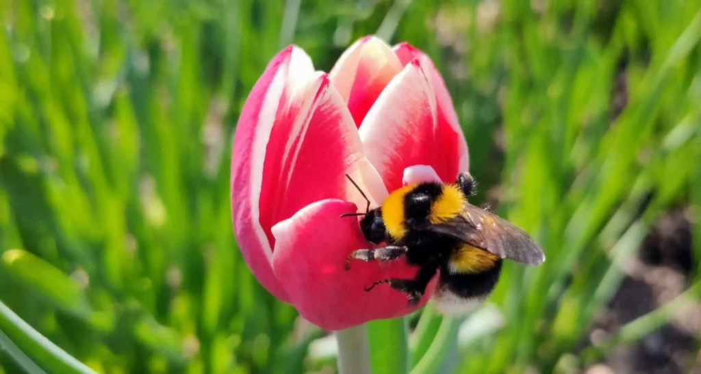 bij op een tulp
