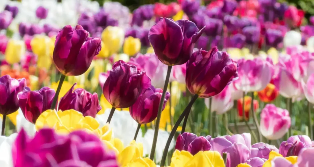 tulpenveld in bloei