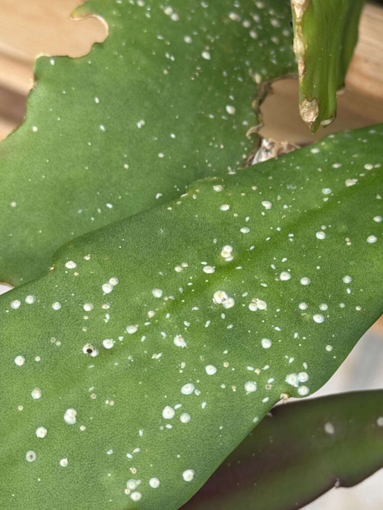 Schade door bladluis