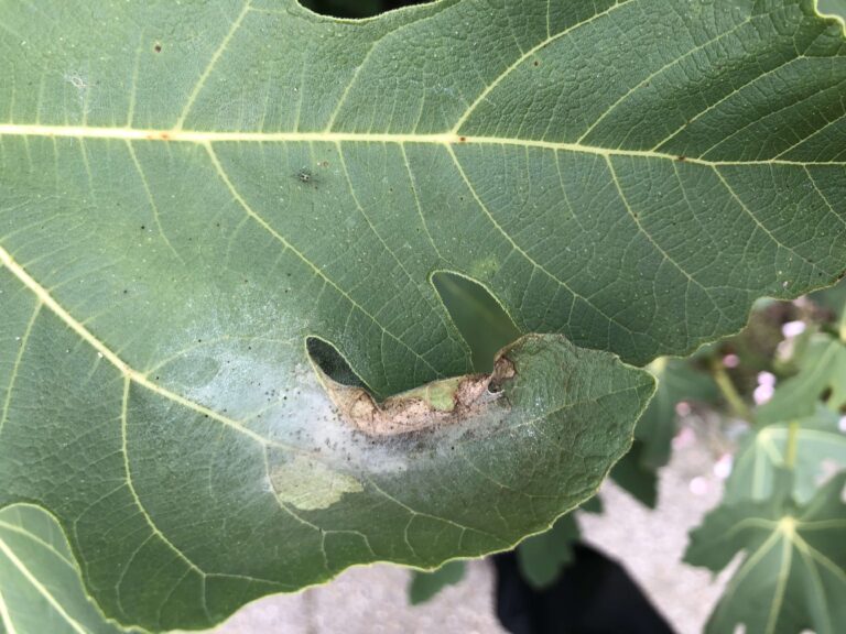 Schade door vijgenskeletteermot